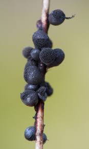 Attēlu rezultāti vaicājumam “Lamproderma arcyrioides macro”