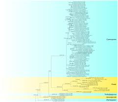 Attēlu rezultāti vaicājumam “Postia rennyi”