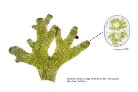Attēlu rezultāti vaicājumam “Riccardia palmata”
