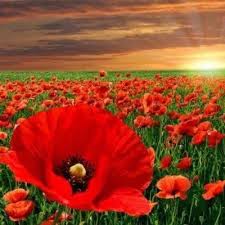 Image result for Bathgate Seafield Bowling Club