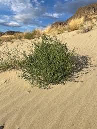 Attēlu rezultāti vaicājumam “Corispermum hyssopifolium”