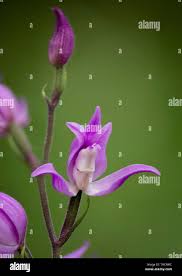 Attēlu rezultāti vaicājumam “Cephalanthera rubra leaf”