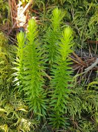 Attēlu rezultāti vaicājumam “Lycopodium annotinum”