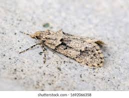 Attēlu rezultāti vaicājumam “Diurnea fagella”