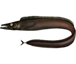 Image result for Pagellus bogaraveo