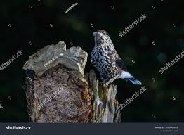 Attēlu rezultāti vaicājumam “Nucifraga caryocatactes”