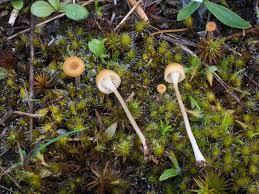 Attēlu rezultāti vaicājumam “Retinia resinella exuvia”