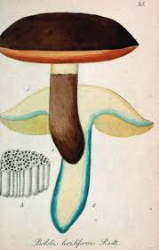 Attēlu rezultāti vaicājumam “Sutorius luridiformis”