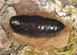 Attēlu rezultāti vaicājumam “Spilosoma lutea”