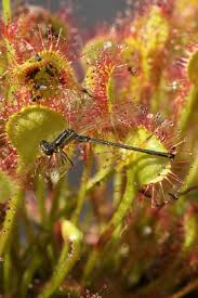Attēlu rezultāti vaicājumam “Droseraceae”