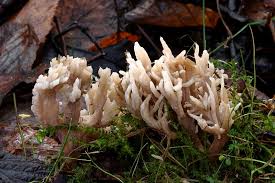 Attēlu rezultāti vaicājumam “Clavulina rugosa”