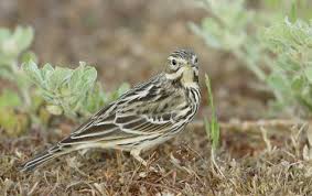 Image result for Anthus cervinus