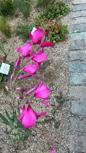 Attēlu rezultāti vaicājumam “Gladiolus imbricatus”