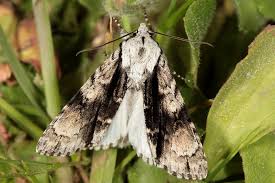 Attēlu rezultāti vaicājumam “Acronicta alni”