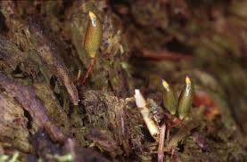 Attēlu rezultāti vaicājumam “Buxbaumia aphylla sporophyte”