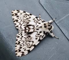 Attēlu rezultāti vaicājumam “Lymantria monacha”