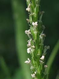 Attēlu rezultāti vaicājumam “Plantago major flower”