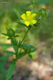 Attēlu rezultāti vaicājumam “Potentilla norvegica leaf”