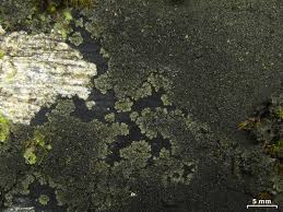 Attēlu rezultāti vaicājumam “Parmeliella triptophylla”