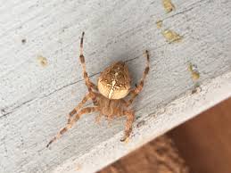 Attēlu rezultāti vaicājumam “Araneus diadematus female”