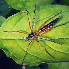 Attēlu rezultāti vaicājumam “Dictenidia bimaculata male”