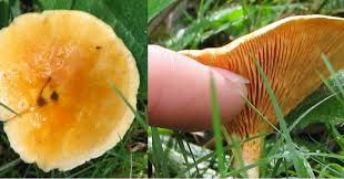 Attēlu rezultāti vaicājumam “Hygrophoropsis aurantiaca”