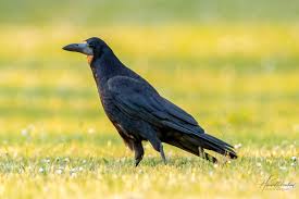 Attēlu rezultāti vaicājumam “Corvus frugilegus”