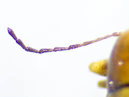 Attēlu rezultāti vaicājumam “Cryptocephalus pusillus”