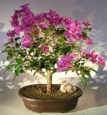 Image result for bougainvillea