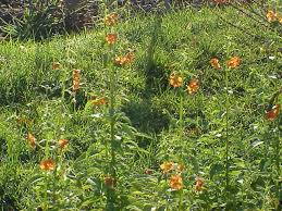 Image result for Alonsoa liniflora