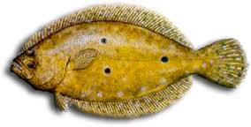 Image result for Paralichthys albigutta