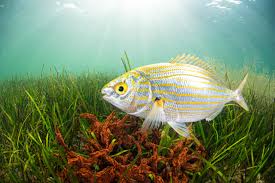 Image result for Sarpa salpa