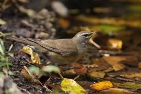 Image result for Turdus obscurus