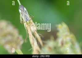 Attēlu rezultāti vaicājumam “Adelphocoris lineolatus imago”