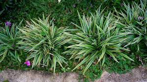 Attēlu rezultāti vaicājumam “Carex scandinavica”