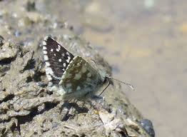 Attēlu rezultāti vaicājumam “Pyrgus serratulae”