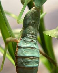 Attēlu rezultāti vaicājumam “Rhabdomiris striatellus imago”