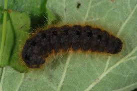 Attēlu rezultāti vaicājumam “Conistra rubiginea”