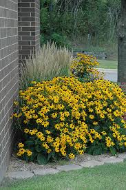 Image result for Rudbeckia