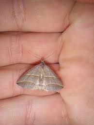 Attēlu rezultāti vaicājumam “Colobochyla salicalis”