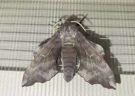 Attēlu rezultāti vaicājumam “Laothoe amurensis”