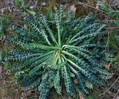 Image result for Reseda luteola