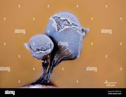 Attēlu rezultāti vaicājumam “Symphytocarpus flaccidus plasmodium”