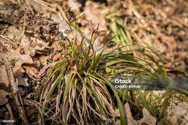 Attēlu rezultāti vaicājumam “Carex digitata”