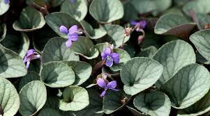 Attēlu rezultāti vaicājumam “Viola x williamsii flower”