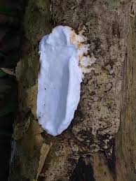 Attēlu rezultāti vaicājumam “Skeletocutis nivea”