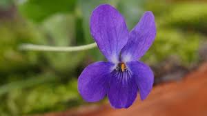 Image result for Veilchen