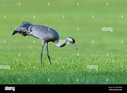 Attēlu rezultāti vaicājumam “Grus grus adult”