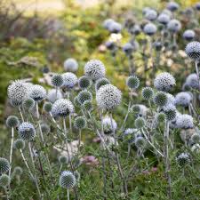 Attēlu rezultāti vaicājumam “Echinops sphaerocephalus”