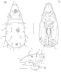 Attēlu rezultāti vaicājumam “Belbodamaeus sp.”